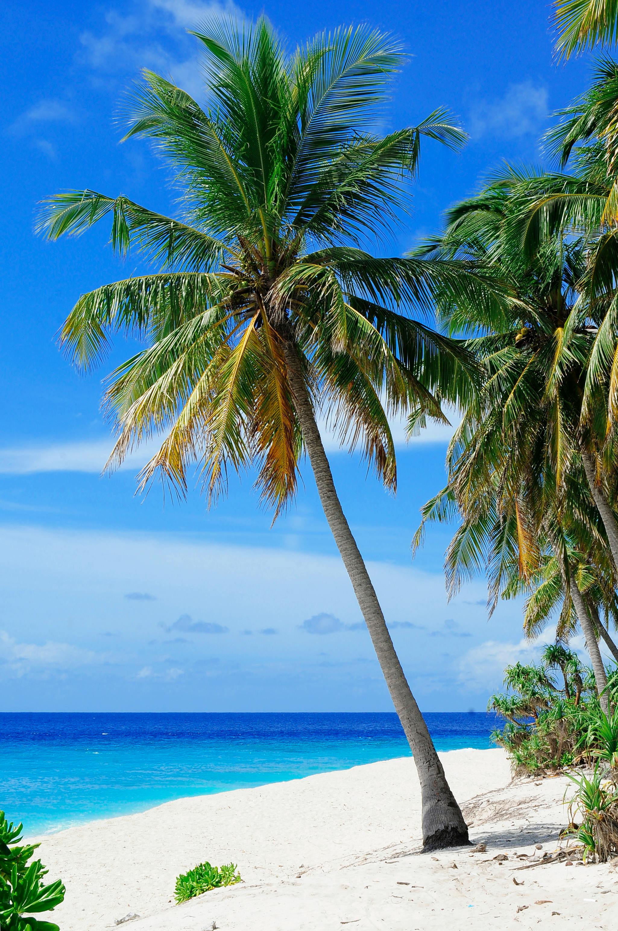 Palm Tree Photos, Download The BEST Free Palm Tree Stock Photos ...