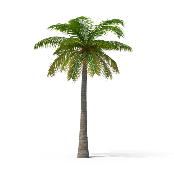Free Palm Tree PNG Images &amp; PSDs for Downloads | PixelSquid ...