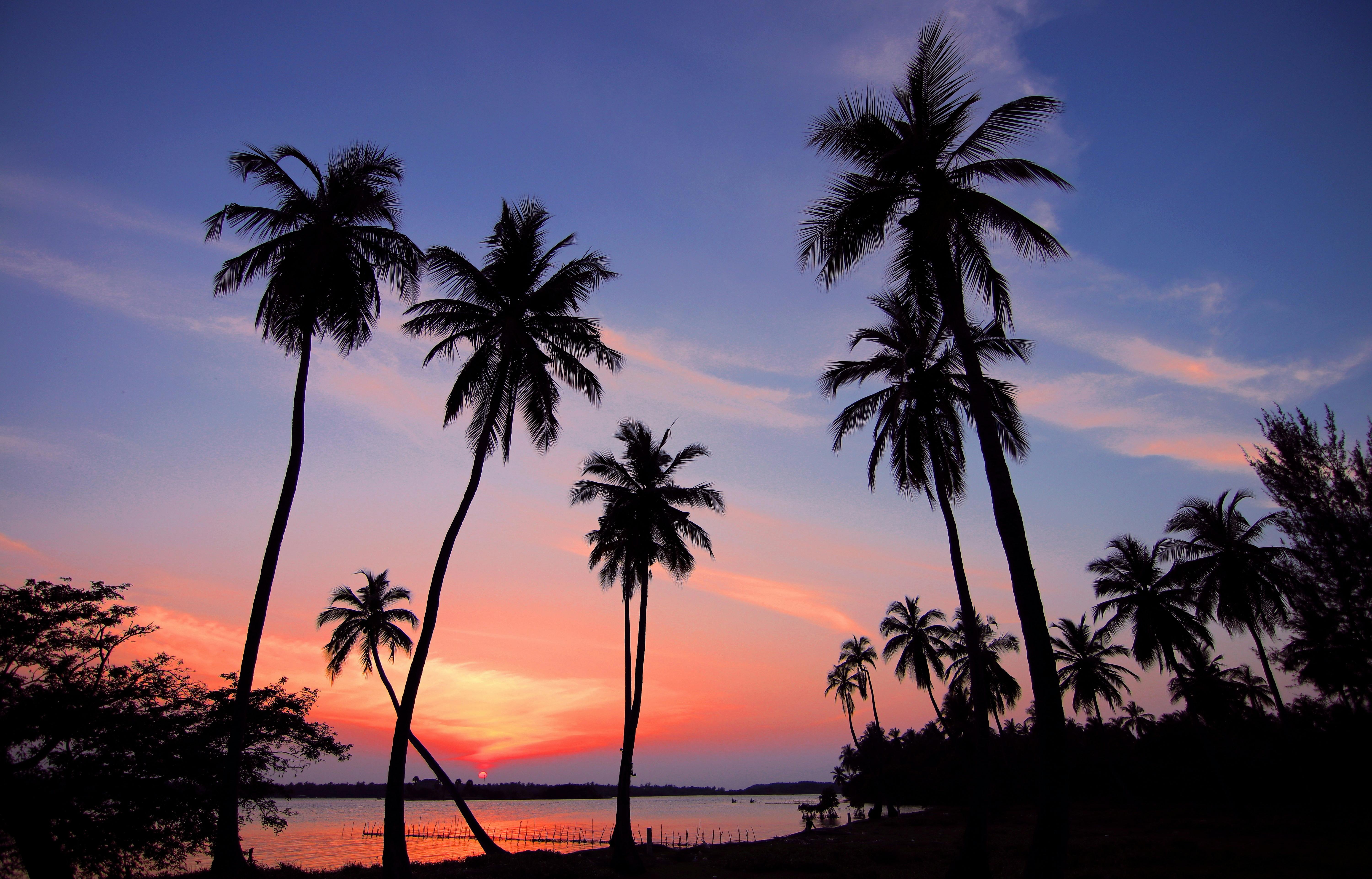Palm Tree Photos, Download The BEST Free Palm Tree Stock Photos ...