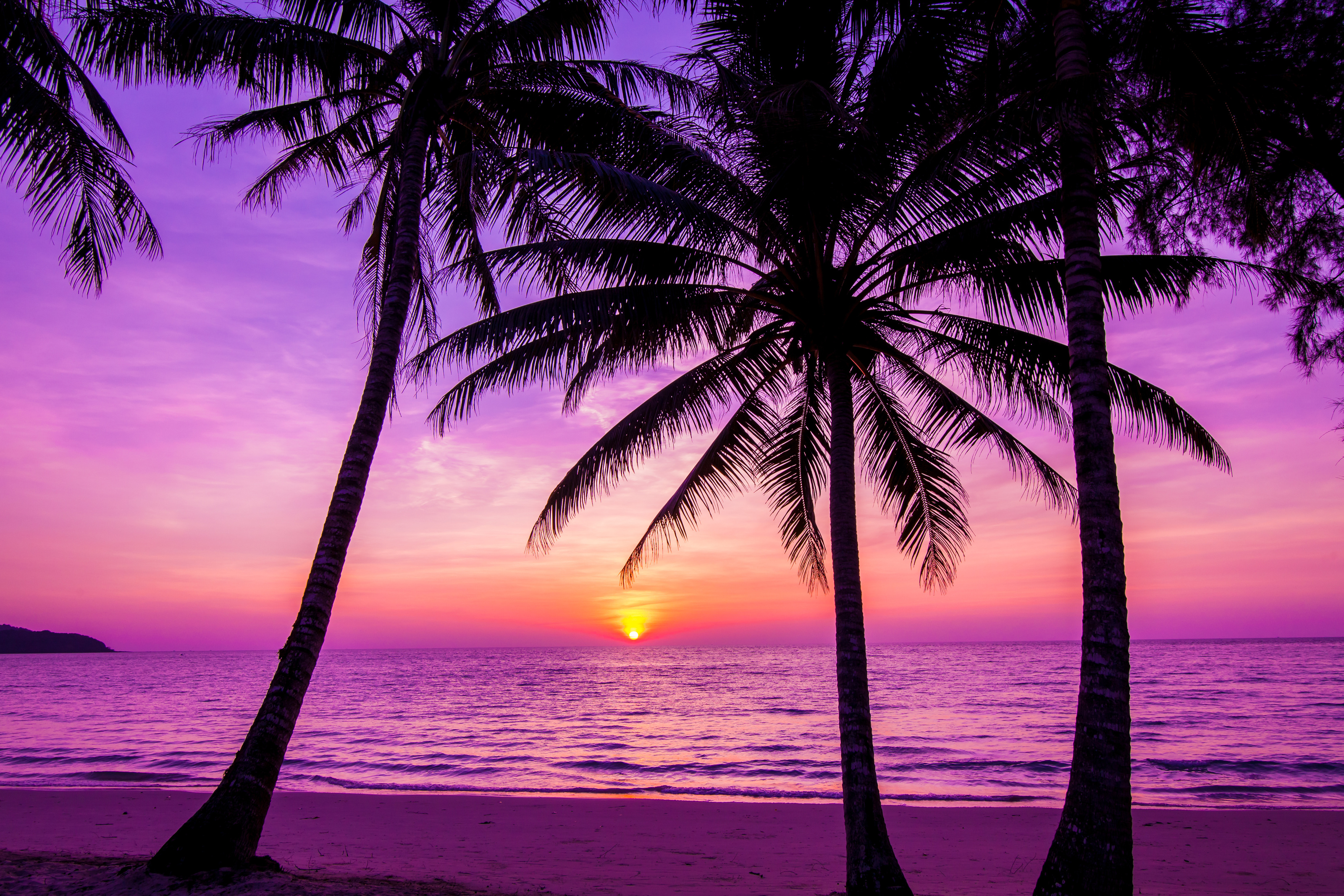 Palm Trees Silhouette At Sunset Mural - Murals Your Way