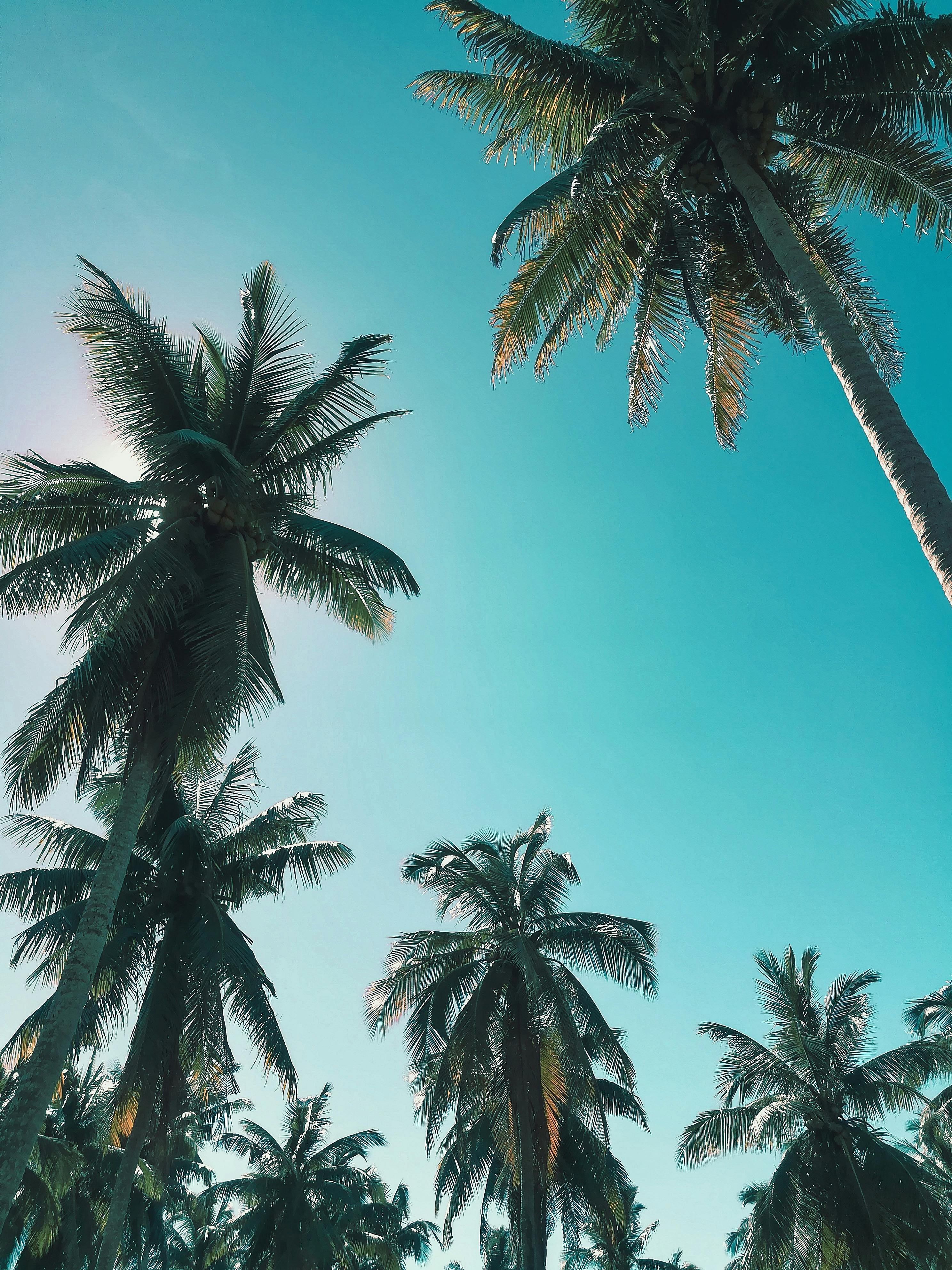 Palm Tree Photos, Download The BEST Free Palm Tree Stock Photos ...