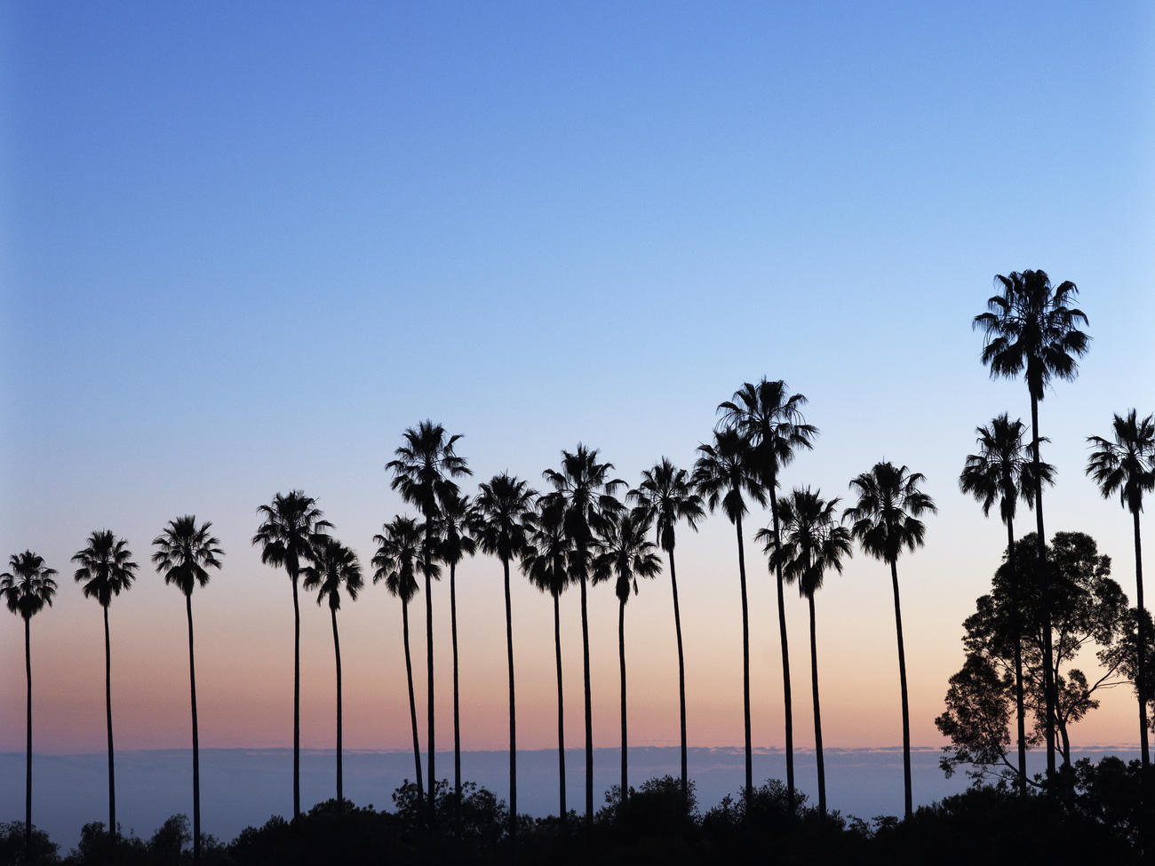 Best Palm Trees For Home Gardens