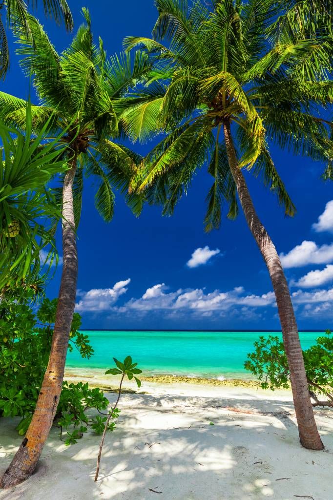 Palm trees on an island - Wallpaper