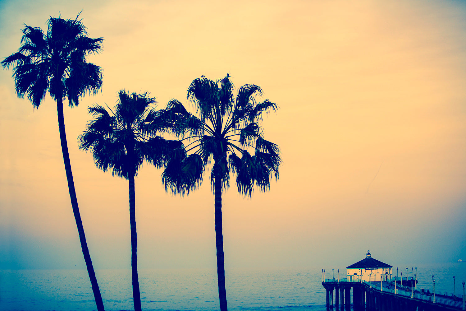 Palm Trees Photos | Photos of Palm Trees
