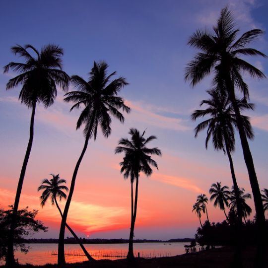 palm trees