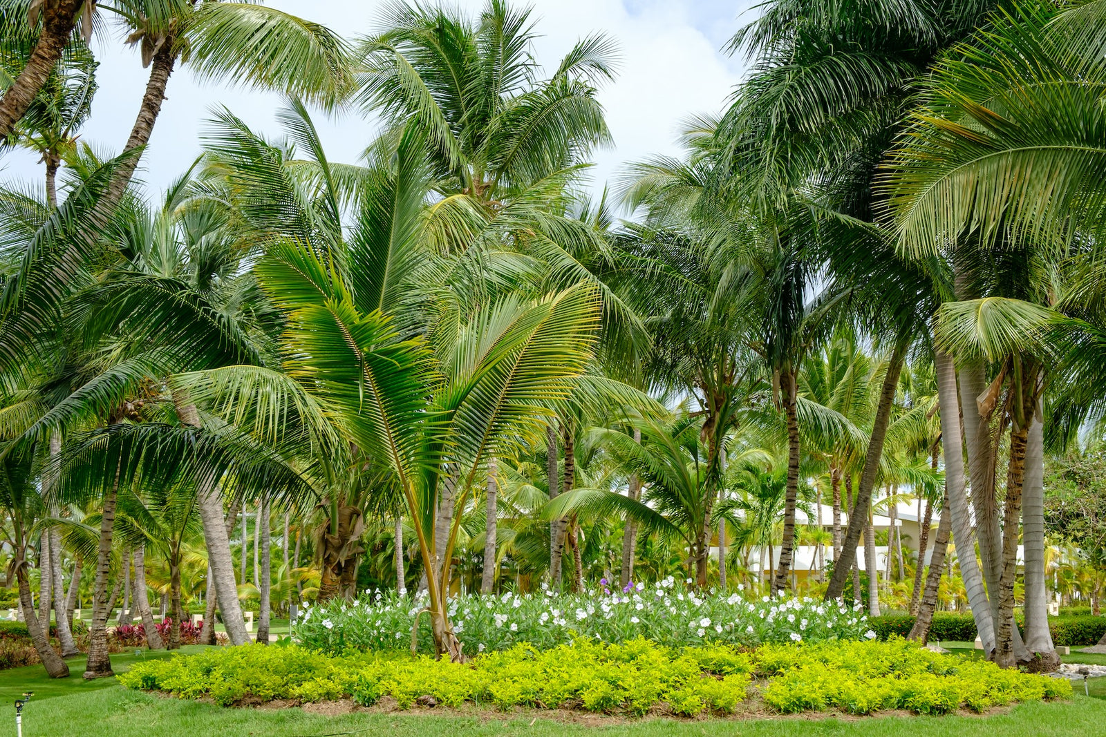 palm trees