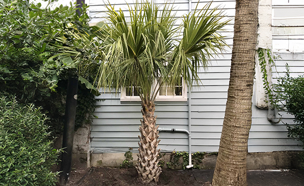 palmetto tree picture