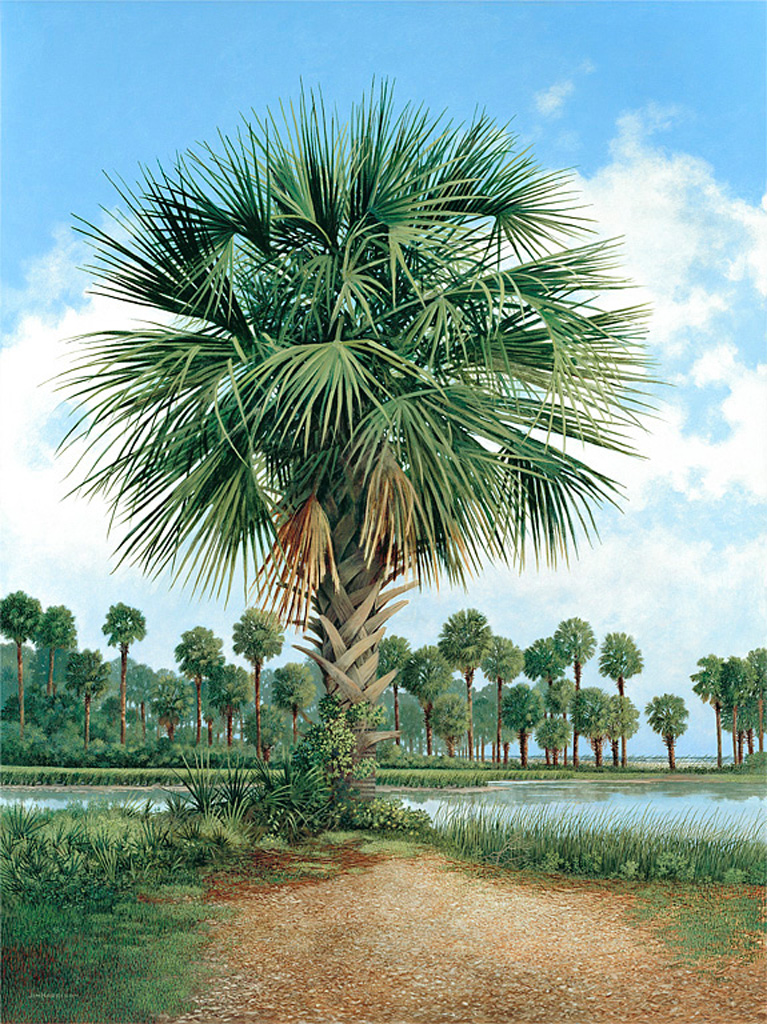 Palmetto Trees