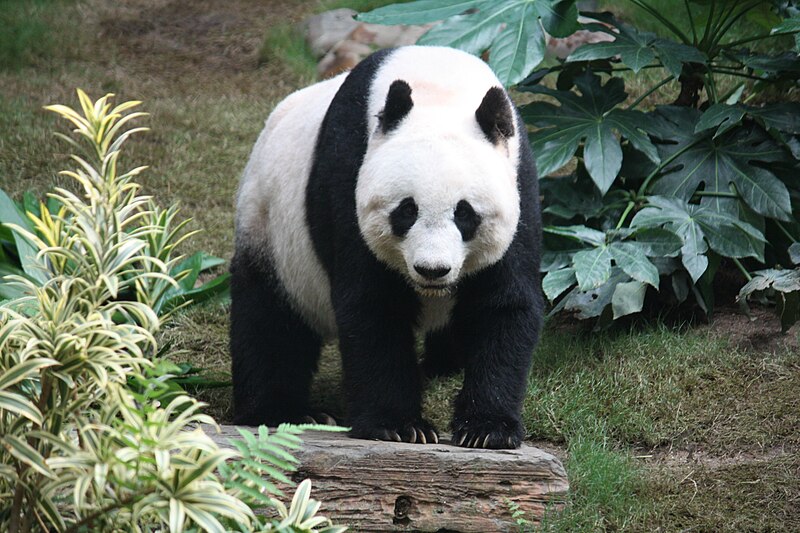 Großer Panda – Wikipedia