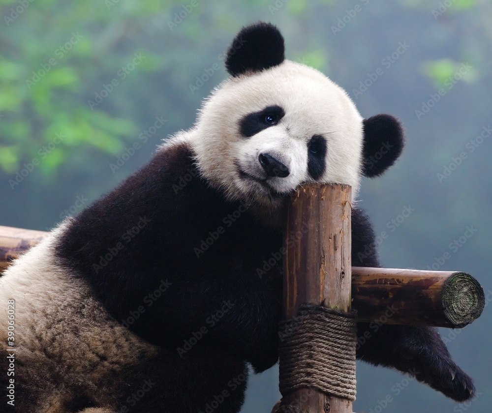 Poster, Wandbilder Giant panda bear looking at camera, 40x33.6 cm