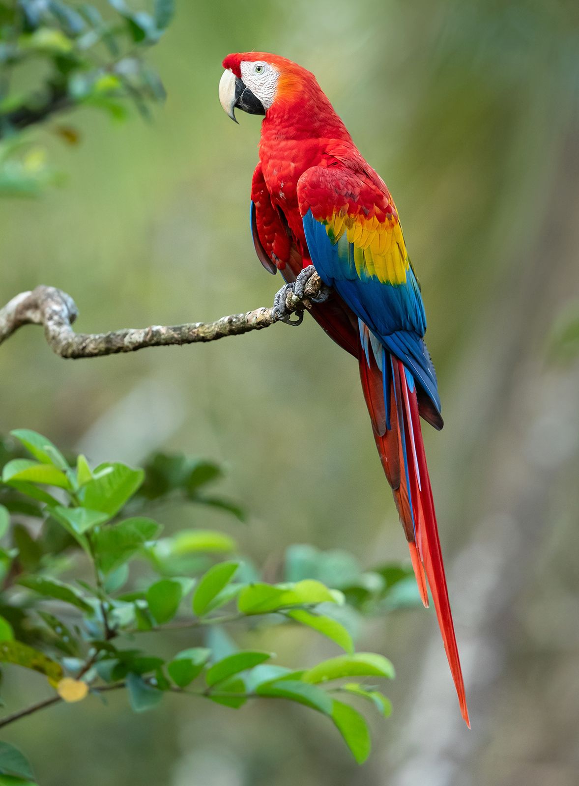 parrots