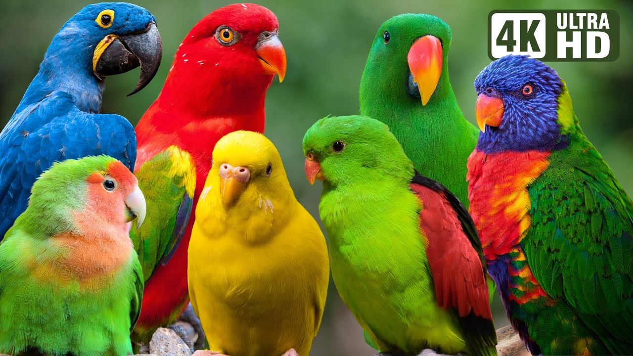 parrots
