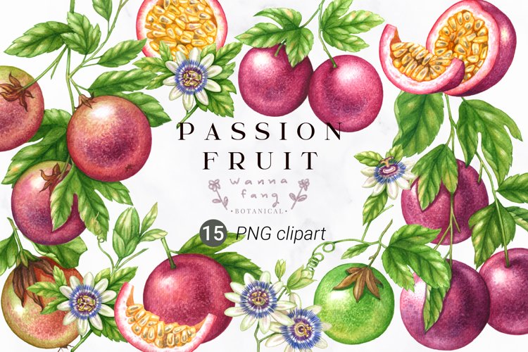 Passion Fruit Watercolor Clipart, PNG