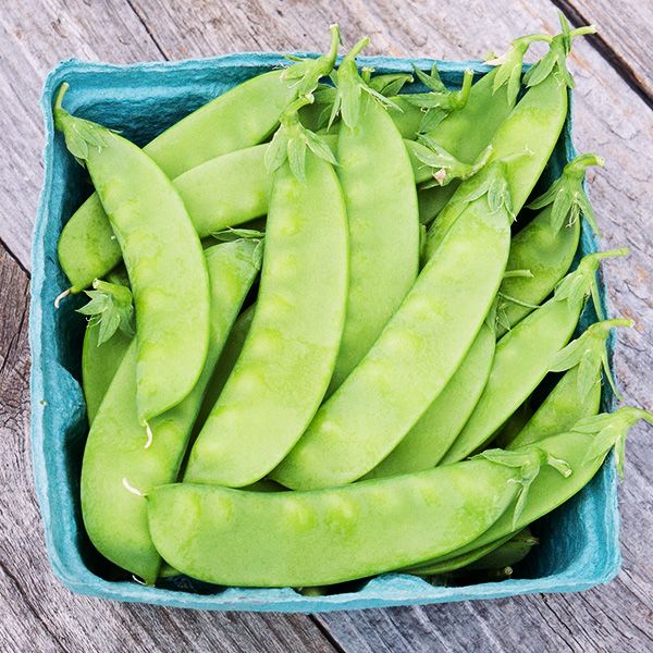 Organic Non-GMO Oregon Sugar Pod Snow Pea