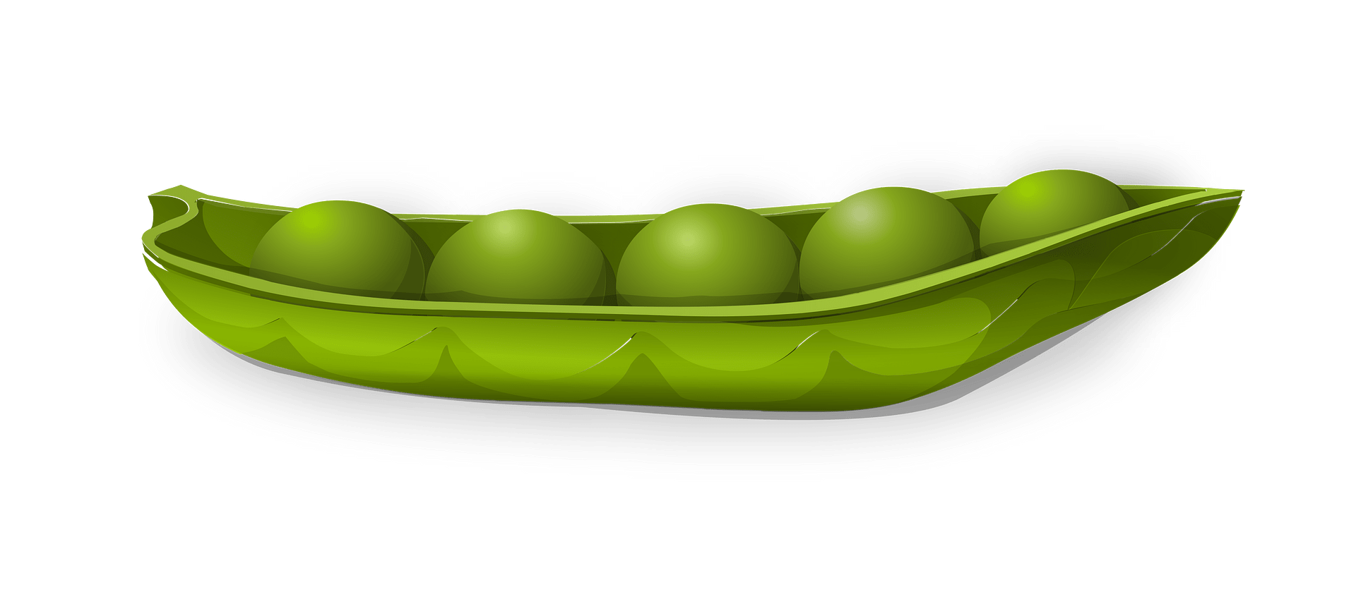 Green pea pod - Free vector clipart images on clipart library.com