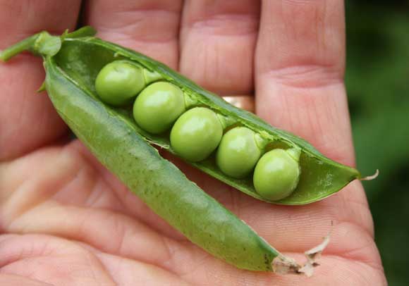 Peas - POD | Easy Edible Gardening