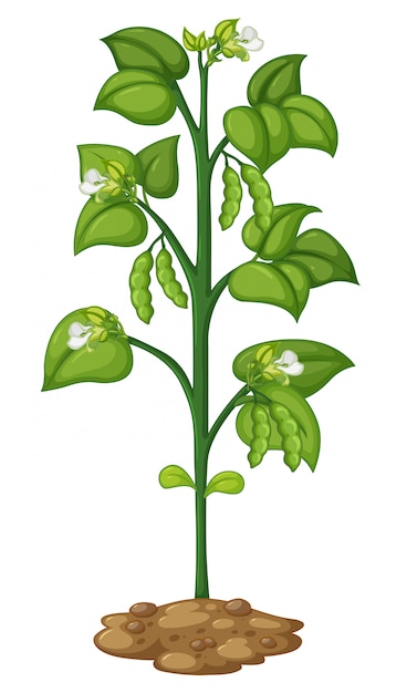 Free Vector | Green pea on the plant
