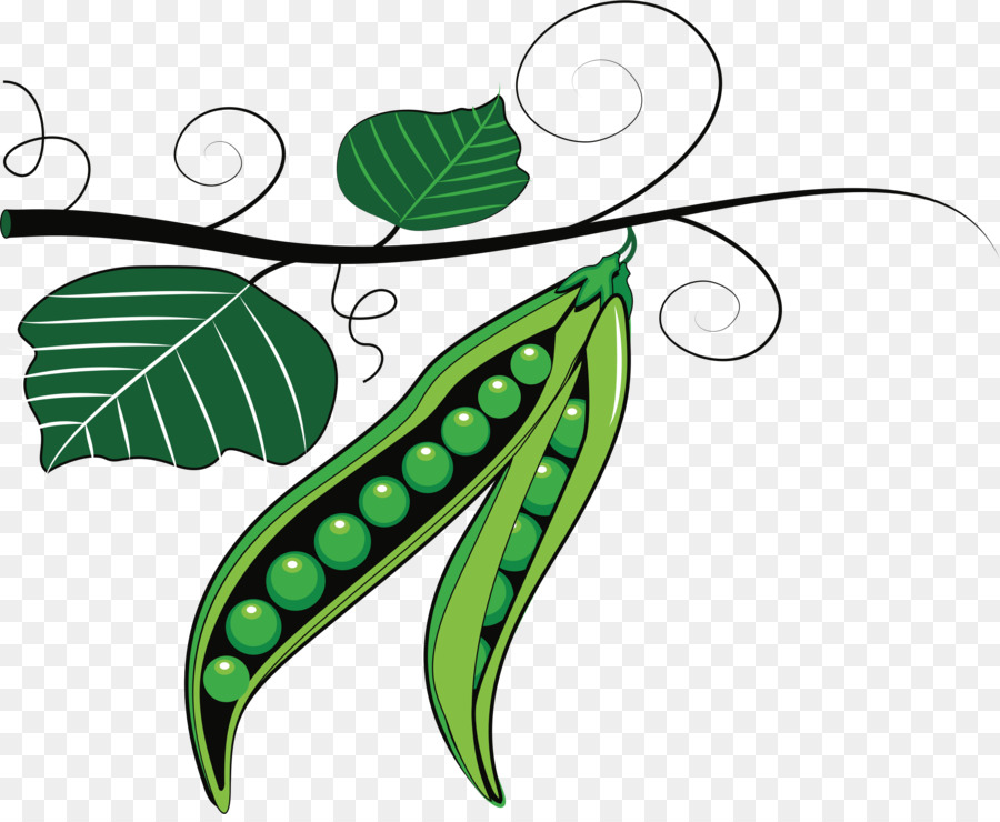 Pea Pod - Green Pea Pod on Vine - CleanPNG / KissPNG