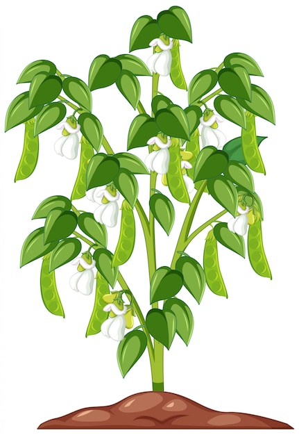 pea vine cliparts