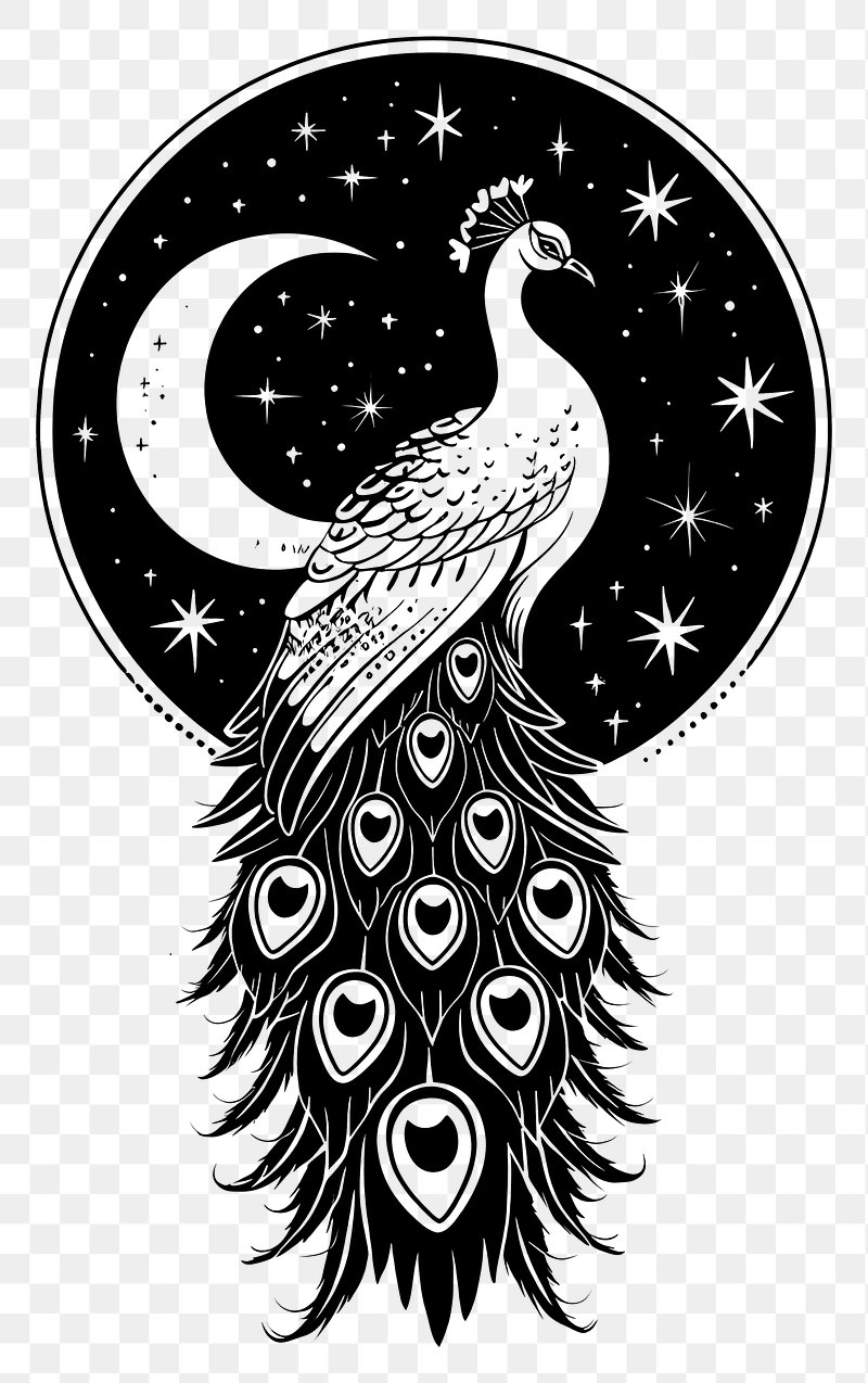 peacock drawing black and white