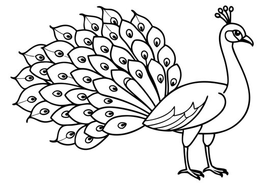 Peacock clipart black and white free clipart images