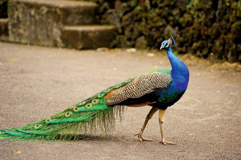 Peacock | Facts &amp; Habitat | Britannica
