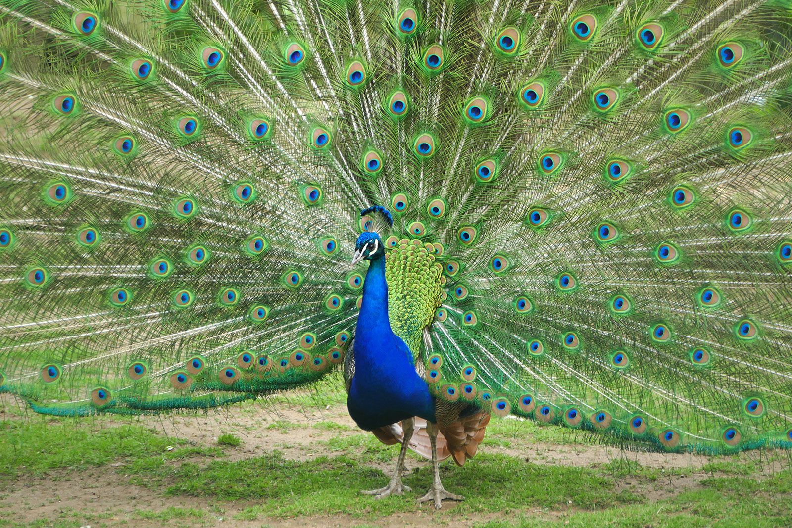 Peacock | Facts &amp; Habitat | Britannica