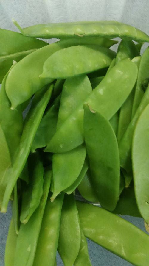 Peas and edible pea pods are great fresh or preserved - MSU Extension