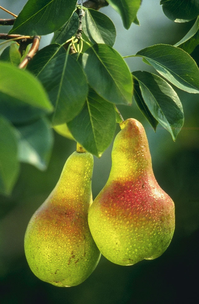 Pear - Wikipedia