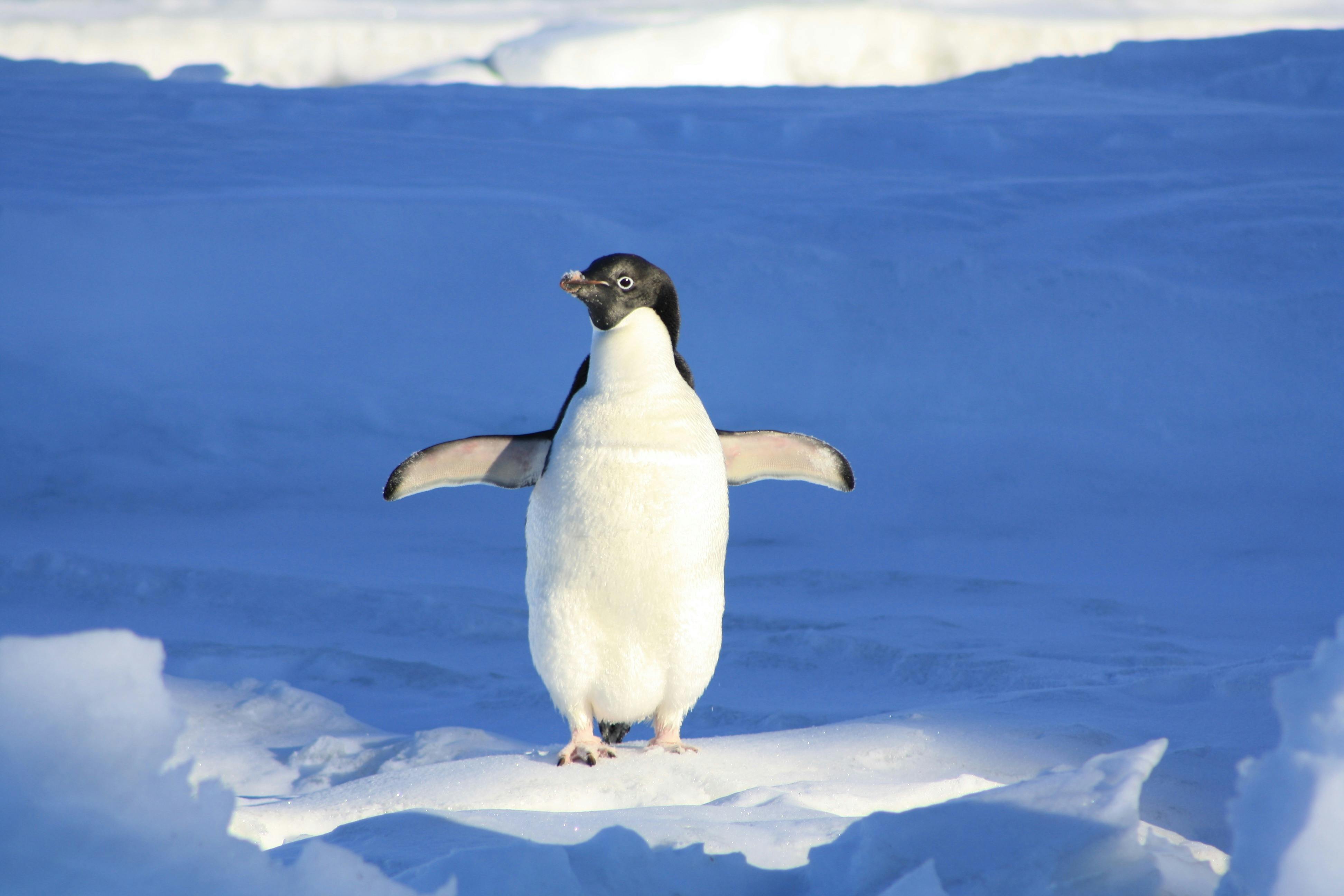 penguin images free
