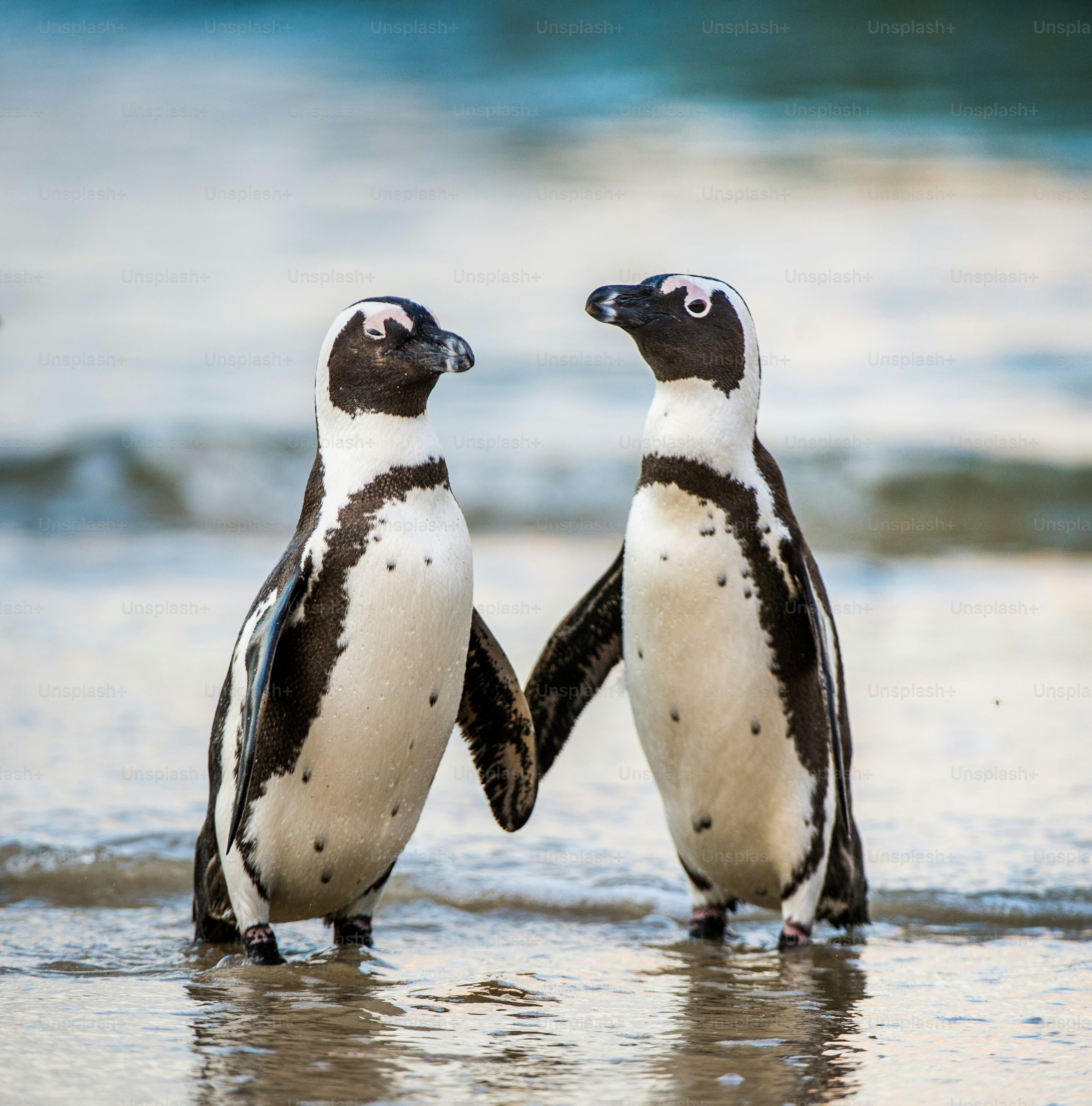 penguin images free
