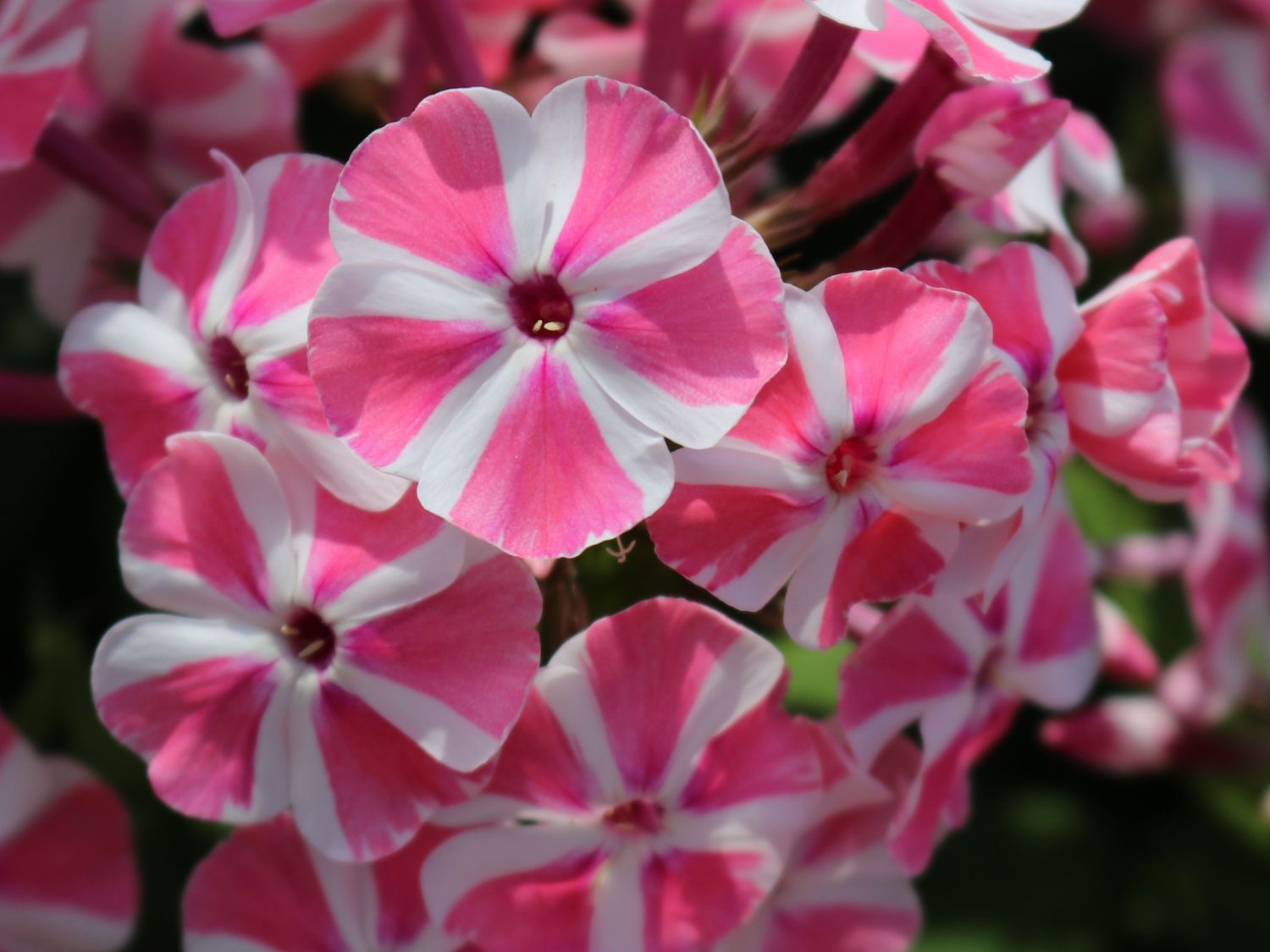 Hohe Flammenblume Peppermint Twist ®