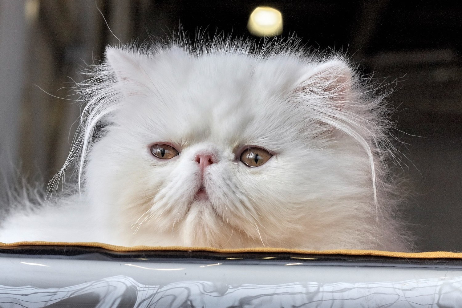 The Wondrous Evolution of Persian Cats: Purr-fectly Majestic ...