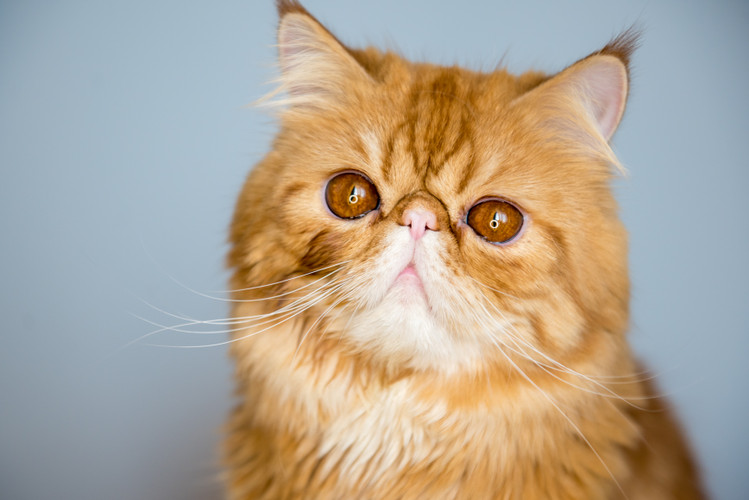 What You Need to Know about Owning a Persian Cat - Eye Envy Inc.