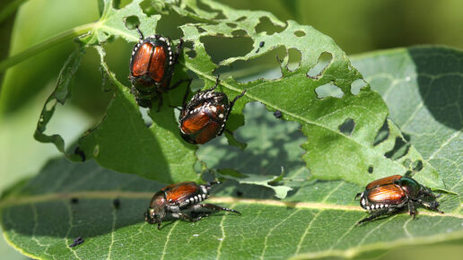 Priority plant pests in the EU: 5 things you need to know | EFSA