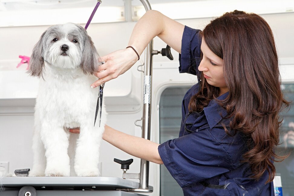 4 Benefits of Mobile Dog Grooming | Woofies Pet Sitters, Dog ...