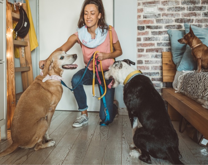 Find a pet hot sale sitter