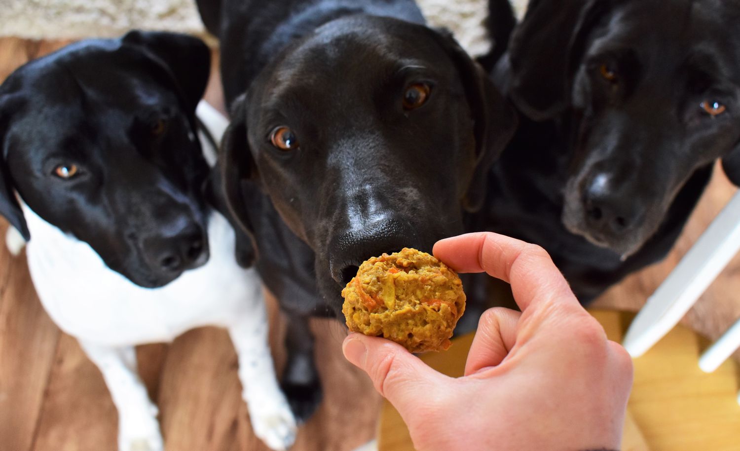 Homemade Dog Treats (Tangos Treats)