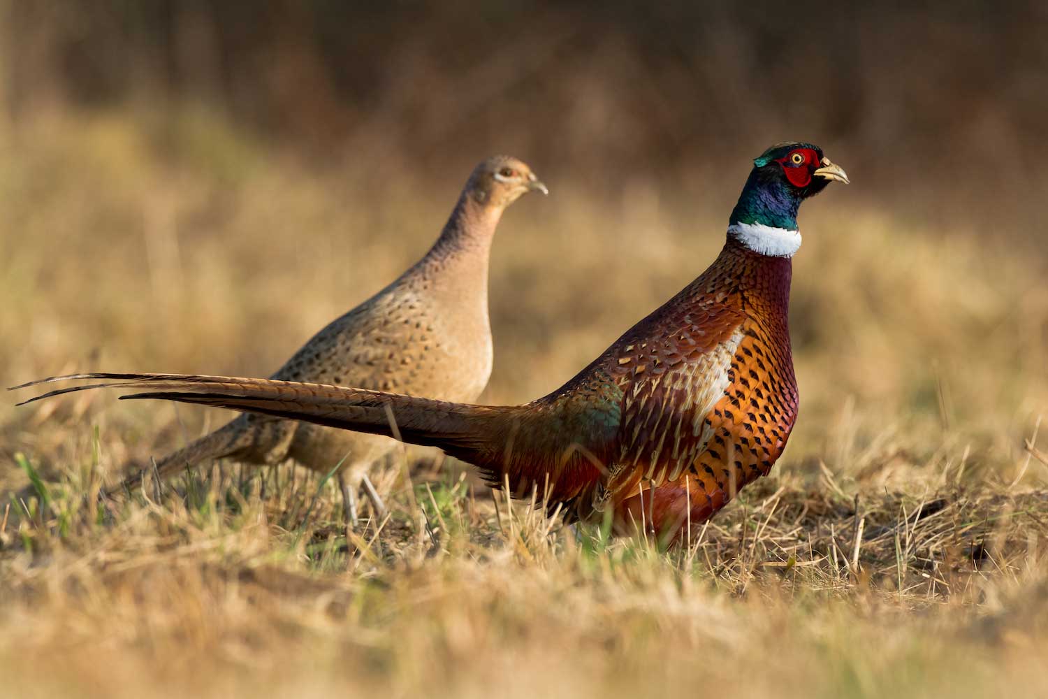 Ring-necked pheasants not native to U.S. but have thrived as a ...