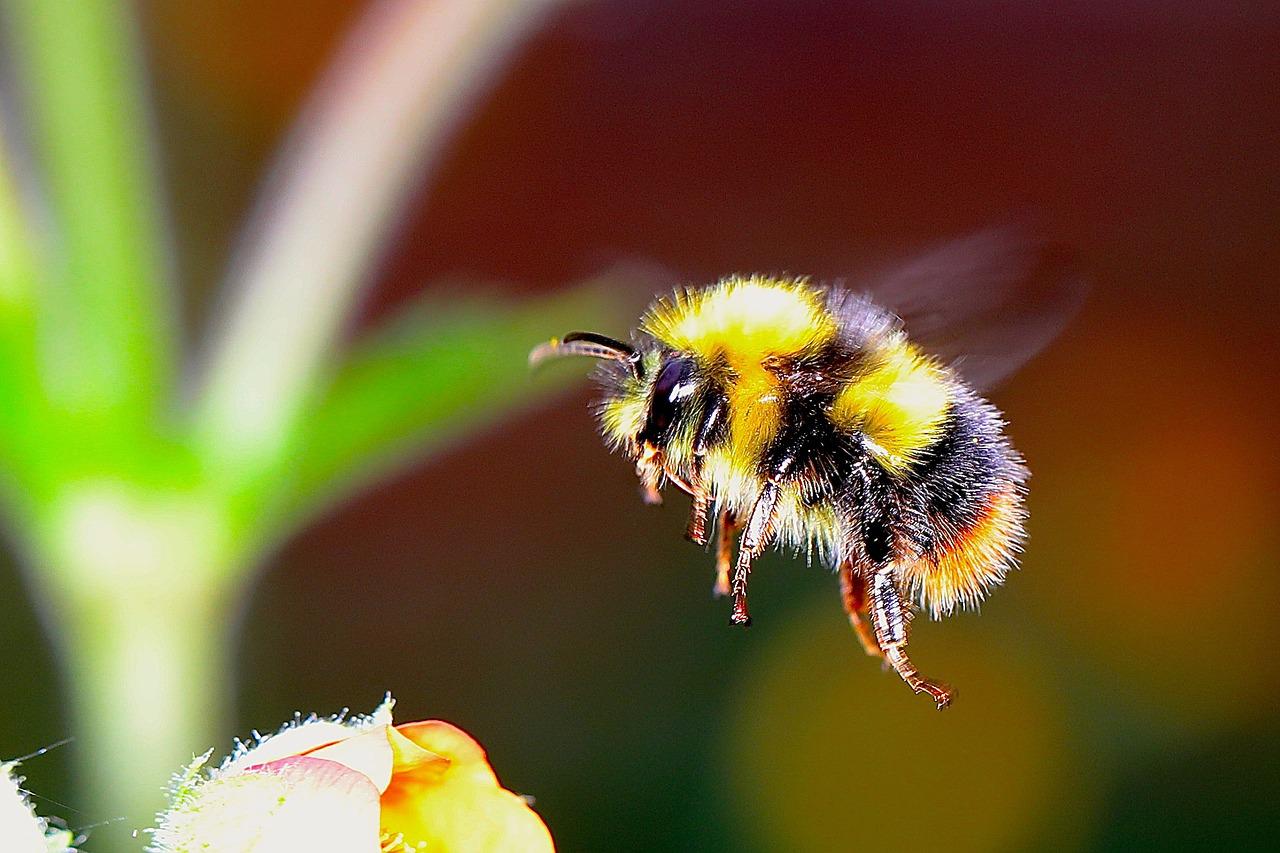 photo of bumble bee