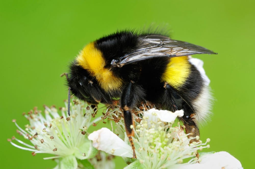 photo of bumble bee