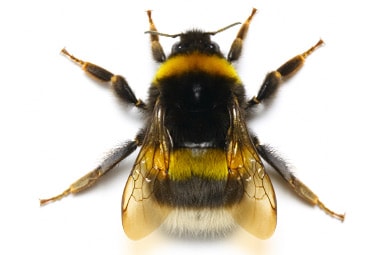 photos of bumble bees