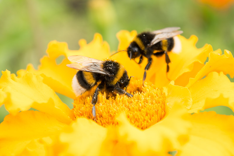 photos of bumble bees