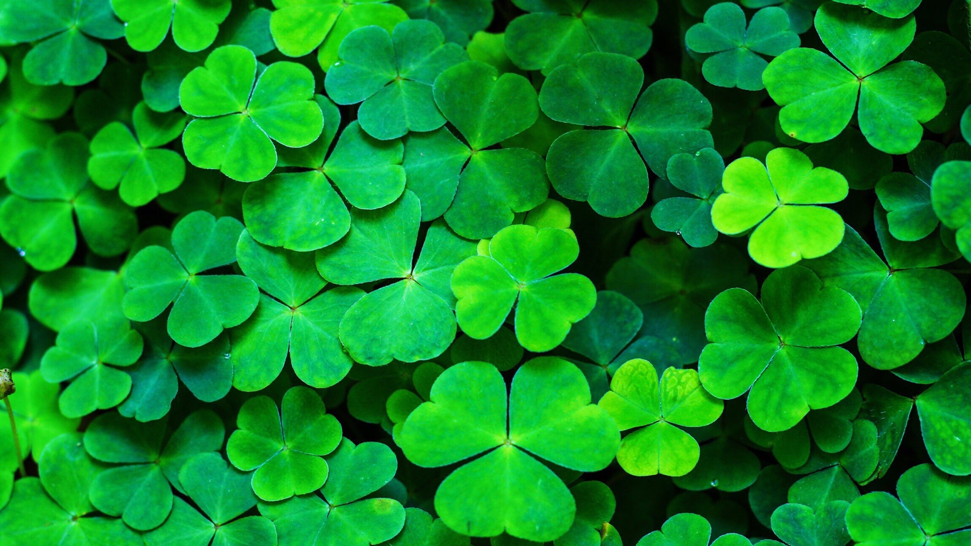 photos of st patrick s day
