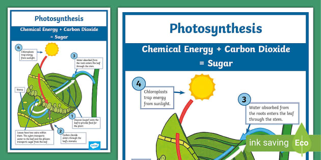 Photosynthesis Leaf Poster - Primary (teacher made) - Twinkl