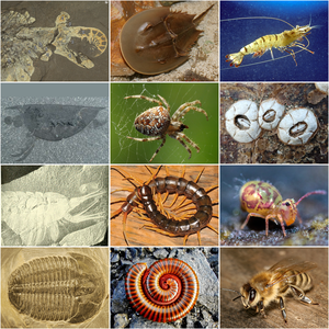 phylum arthropoda pictures