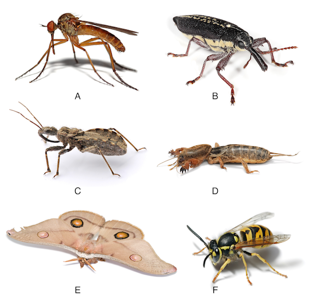 phylum arthropoda pictures
