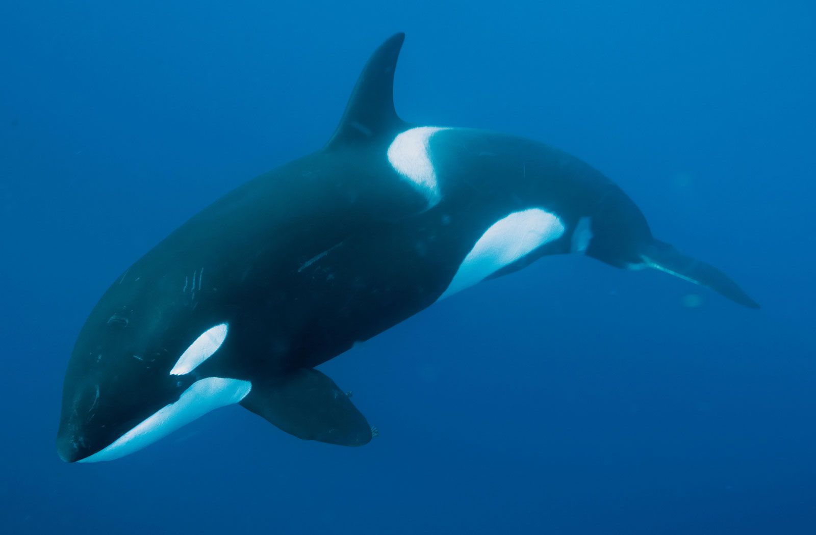pic of a whale