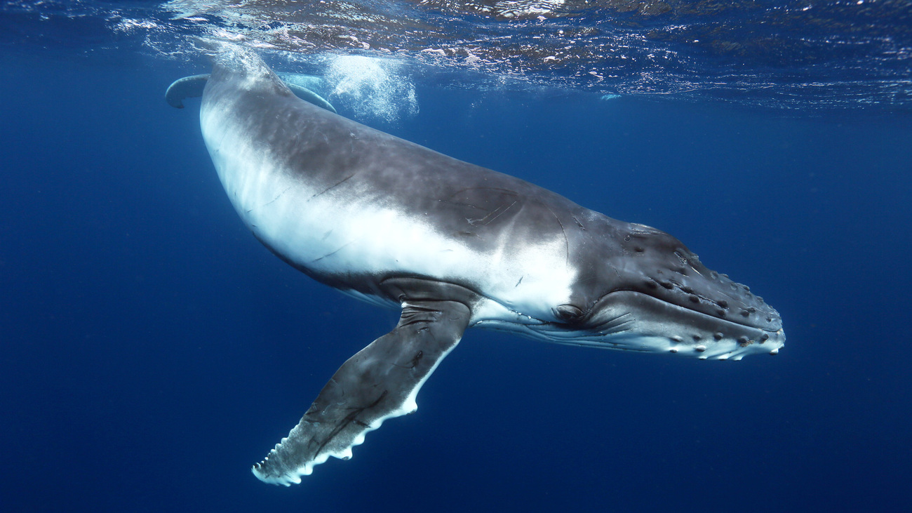 pic of a whale