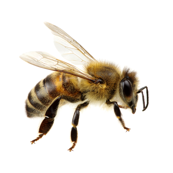 pic of bees